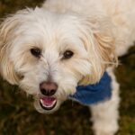 Dog Allergies: Symptoms, Types, and Treatments