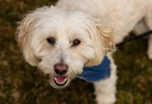 Dog Allergies: Symptoms, Types, and Treatments