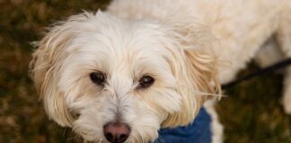 Dog Allergies: Symptoms, Types, and Treatments