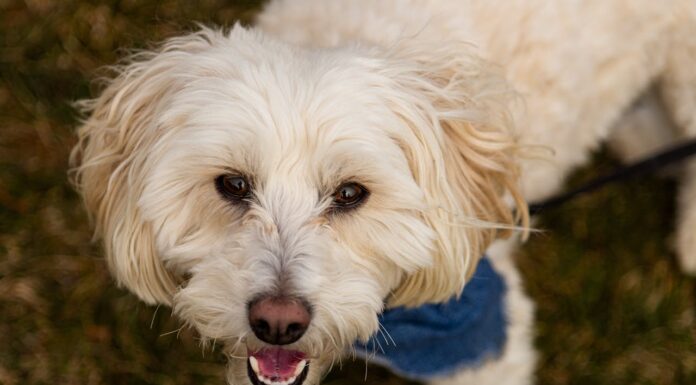 Dog Allergies: Symptoms, Types, and Treatments