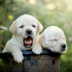 Lab Puppies for Sale in USA – Your Complete Guide to Finding the Perfect Labrador