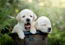 Lab Puppies for Sale in USA – Your Complete Guide to Finding the Perfect Labrador