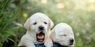 Lab Puppies for Sale in USA – Your Complete Guide to Finding the Perfect Labrador